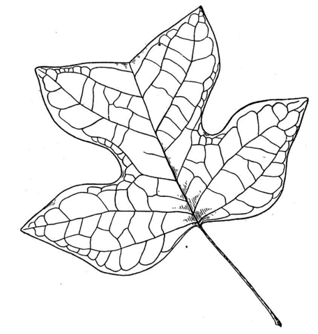 Tulip Tree Leaf Coloring Page